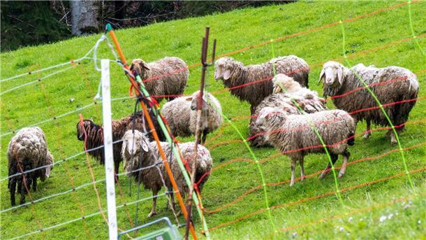 Braunbär in Bayern - Wachsamkeit, aber kein „Volksaufruhr“ Schafe stehen auf einer Bergweide oberhalb der grenznahen Ortschaft Oberaudorf im Landkreis Rosenheim hinter einem Elektrozaun. In der unmittelbaren Umgebung waren zuvor mehrere Schafe von einem Bären gerissen worden.