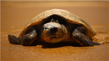 Schildkröten können mehr als 100 Jahre alt werden. Das macht sie zu den teuersten Haustieren gemessen an der Lebenszeit.
