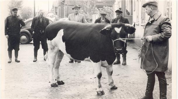 Treffpunkt über Generationen: Die Gaststätte Kaiserhof in Schweewarden Schlachter Eggen aus Einswarden mit Rindvieh vor dem Kaiserhof im Jahr 1960.
