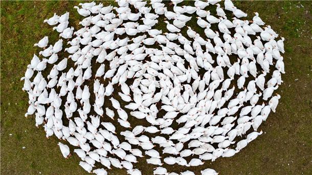 Das mit der Gänsezeit ist ganz anders Schnatter, schnatter: Zuchtgänse laufen über eine Wiese in Sachsen. (Archivbild)