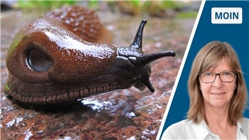 Bild einer Nacktschnecke und Porträt einer Frau