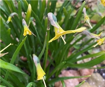 Schneckenfraß ist laut unserem Gartenexperten für diese Fraßschäden an Narzissen verantwortlich.Schacht