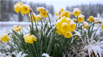 Schnee auf gelben Narzissen, auch Osterglocken genannt, die am Straßenrand stehen.