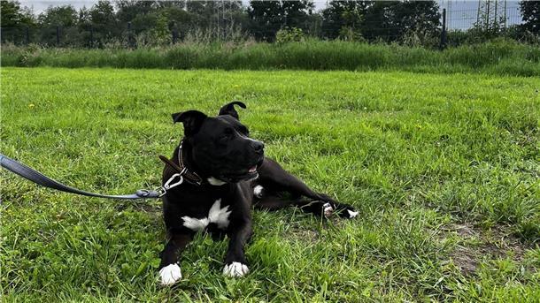 Balou wartet seit fünf Jahren auf seine Familie Schwarzer American Staffordshire liegt auf einer Wiese.