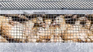 Schon mehr als eine halbe Million Enten, Gänse, Puten und Hühner wurden getötet, nachdem in den jeweiligen Beständen die Geflügelpest festgestellt worden war. (Symbolbild)