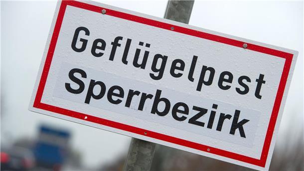 Erneuter Geflügelpest-Ausbruch im Landkreis Cloppenburg Schon wieder gibt es einen Ausbruch der Geflügelpest im Landkreis Cloppenburg - betroffen ist ein Putenbetrieb. (Archivfoto)