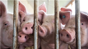 Schweine in einem Schweinestall im baden-württembergischen Böhmenkirch. Die Haltung von Nutztieren geht in Deutschland kontinuierlich zurück.