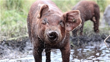 „Schweine sind schlau“, sagt Markus Sparre aus Westertimke. Die Tiere wissen selbst, was ihnen bei Hitze hilft.