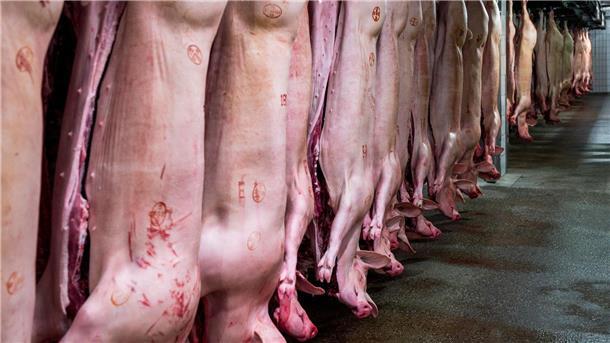 Schweinehälften hängen im Kühlhaus eines Schlachthofs. Mit einem Anteil von 62 Prozent bleibt Schwein die mit Abstand wichtigste Fleischart vor Geflügel (23,2 Prozent) und Rind (14,5 Prozent).