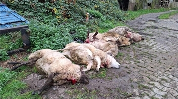 Schwer verletzt: Mehrere Schafe mussten nach dem Angriff auf dem Otterndorfer Landesschutzdeich erlöst werden.