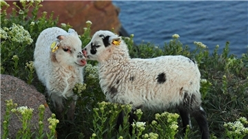 Zwei Heidschnucken-Lämmer auf Helgoland