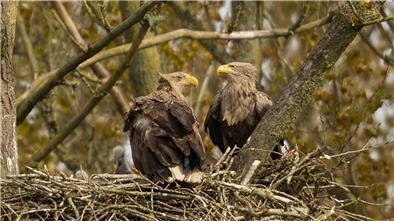 Zwei Seeadler sitzen in einem Nest.
