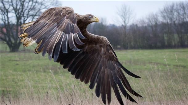 Seeadler, hier ein Vogel aus Mecklenburg-Vorpommern, sind die größten Greifvögel Europas. In den Landkreisen Wesermarsch, Cuxhaven, Rotenburg und Stade leben inzwischen rund zwei Dutzend Paare.