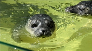 Seehundbaby Fussel: Die NORDSEE-ZEITUNG ist Pate.