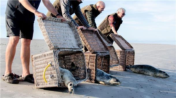 Seehunde robben am Ostende der Insel Juist ins Wasser. Nach einer erfolgreichen Aufzucht in der Seehundstation Norddeich sind die Seehunde ausgewildert worden.