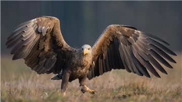 In der Greifenvogelvoliere sitzen zwei Seeadler am Boden.