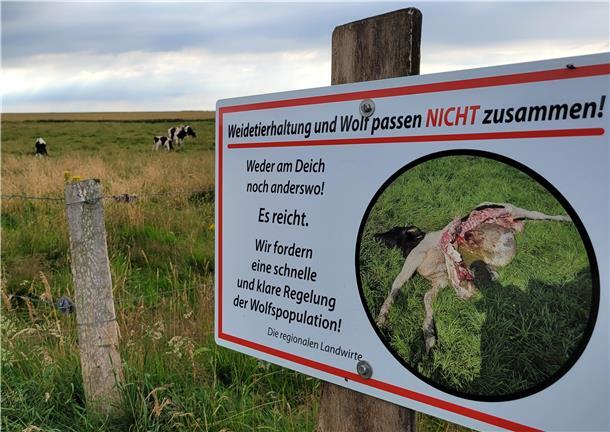 Wolfsregulierung: Warum Schnellabschussverfahren oft gestoppt werden Seit Kurzem verweist ein Schild der Landwirte auf den jüngsten Riss eines jungen Rindes auf der dahinter liegenden Weide und mahnt die damit verbundene Wolfs- und Weideproblematik im Vordeichland an.