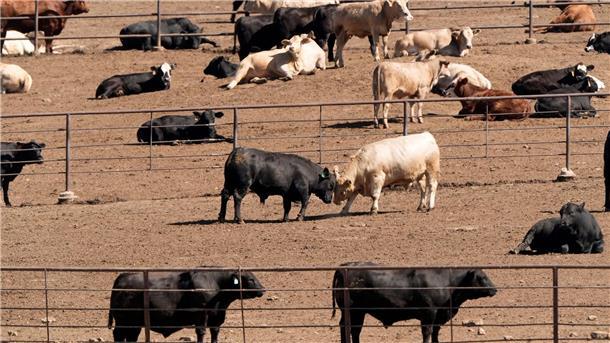 Ernährungsweise trägt weiterhin stark zur Klimakrise bei Selbst bei einer globalen Energiewende weg von fossilen Brennstoffen würden allein die Ernährungssysteme dazu führen, dass die Erderwärmung nicht auf 1,5 Grad begrenzt werden kann, heißt es im Bericht. (Archivbild)