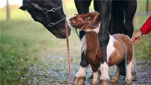 Pumuckel ist das wohl kleinste Pferd der Welt Shetland-Pony Pumuckel steht zwischen den Hufen von Wallach Ron-Sheer.