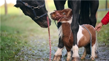 Shetland-Pony Pumuckel steht zwischen den Hufen von Wallach Ron-Sheer.