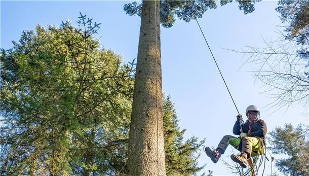 Sicherheit ist alles: Lars Daniel seilt sich vorsichtig von einer Weißtanne im Kührstedter Wald ab.  Der junge Mann hat etliche Reiser aus der ersten Krone geschnitten. Die nächste Weißtanne wartet schon.