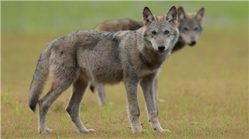 Zwei Wolfswelpen stehen auf einem Feld.