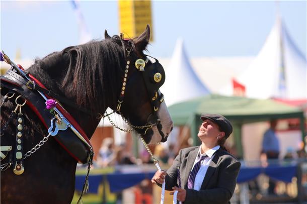 Sie gelten als sanfte Riesen: Shire-Horses.