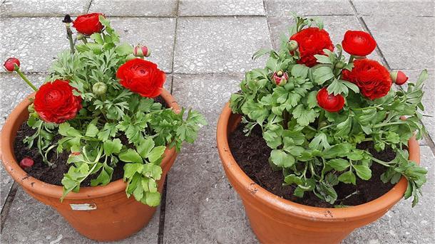 Sie haben eine sonnige Ausstrahlung, mögen es aber nicht zu warm: Ranunkeln.
