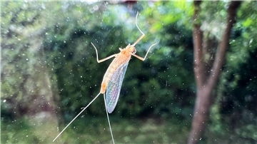 Sie sieht eindeutig anders aus als eine gewöhnliche Fliege: Diese Eintagsfliege sitzt an einer Fensterscheibe.