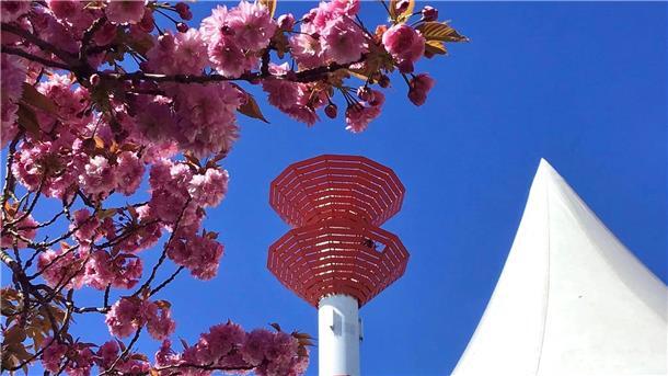 Vom Tag des Schlafs, dem rosaroten Weckruf und meinem riskanten Blüten-Rausch Sie sind jetzt Mitte März schon zu ahnen: Die rosa Kirschbäume in Bremerhaven sind auf dem Sprung, aufzublühen. Im Fischereihafen stehen sie an Krohns Eck und geben dem maritim-herben Charme eine Portion Poesie mit.