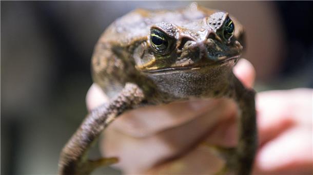 Australien geht auf Kröten-Jagd Sie sollte Schädlinge bekämpfen - jetzt wird sie selbst gejagt: Die Aga-Kröte ist in Australien eine Bedrohung für die einheimischen Tiere.