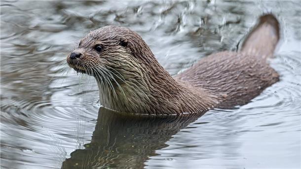 Fischotter im Wasser