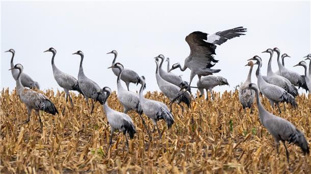 Vogelgrippe zwingt zur Stallpflicht im Landkreis Rotenburg Kraniche auf einem Feld.