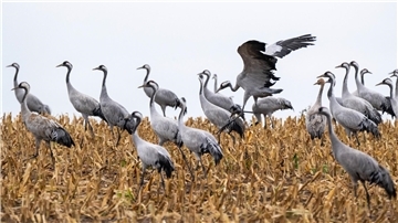 Kraniche auf einem Feld.