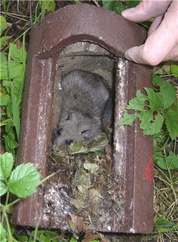 Siebenschläfer machen es sich in Nistkästen gemütlich, wenn die Vögel ausgezogen sind.