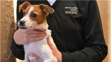 Ein Hund sitzt auf dem Schoß einer Person.