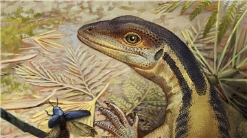So könnte ein Reptil ausgesehen haben, das ein Vorfahr aller heutigen Reptilien war. (Illustration)