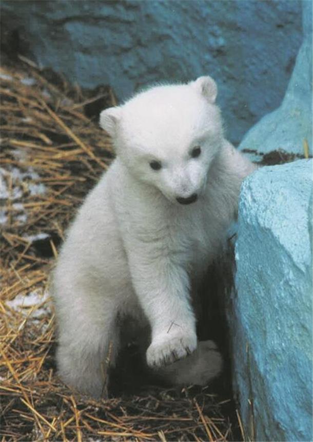 Eisbär Lloyd aus Bremerhaven wartet immer noch auf sein neues Zuhause So niedlich war Lloyd als Baby – der Wiener Zoo hat dieses Foto nach Bremerhaven geschickt.