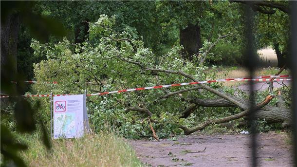 Neuer Garten in Potsdam ab Freitag wieder geöffnet So sah es am 27. Juni im Neuen Garten in Potsdam aus. (Archivbild)