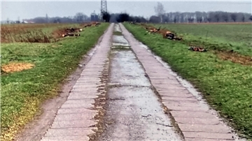 Das Bild zeigt den abgeholzten Fuhrenkamp.
