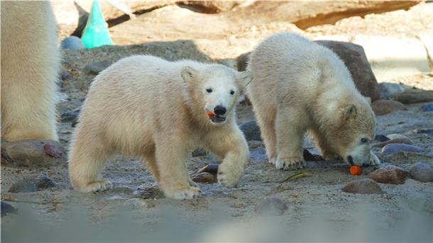 So sahen die Eisbärenmädchen "Anna" und "Elsa" aus, als sie zum ersten Mal von Zoobesuchern in Bremerhaven fotografiert werden konnten. 