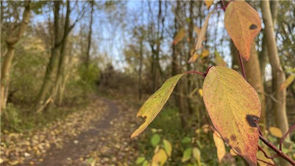 Nach dem Kahlschlag: Abschiedsgruß an den Nordenhamer Strandwald Strandwald