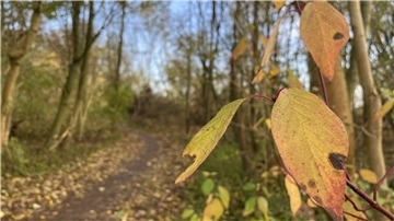 Strandwald