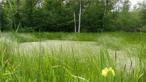 So sieht der Tümpel heute aus. Mehrere geschützte Tierarten konnten hier nachgewiesen werden.
