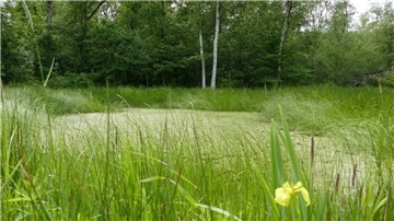 So sieht der Tümpel heute aus. Mehrere geschützte Tierarten konnten hier nachgewiesen werden.