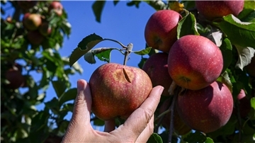 So sieht ein Apfel mit Sonnenbrand aus.