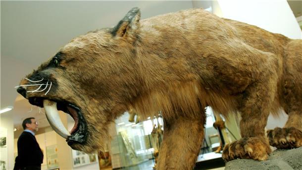 Junger Säbelzahntiger im ewigen Eis entdeckt So wie hier im Kasseler Naturkundemuseum Ottoneum könnte ein ausgewachsener Säbelzahntiger ausgesehen haben.