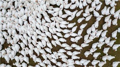 Zuchtgänse laufen über eine Wiese