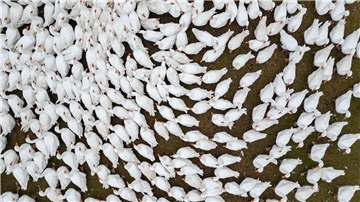 Zuchtgänse laufen über eine Wiese