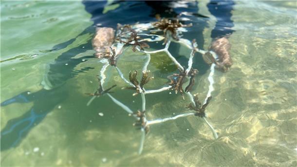 Solche Gestelle werden in einigen Metern Tiefe im Meer positioniert, damit die Korallen wachsen können.
